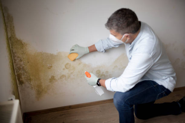 Best Post-Construction Mold Inspection  in Bull Shoals, AR
