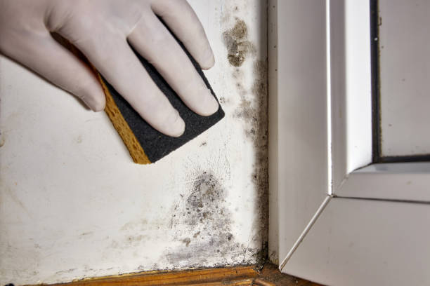 Best Industrial Mold Remediation  in Bull Shoals, AR